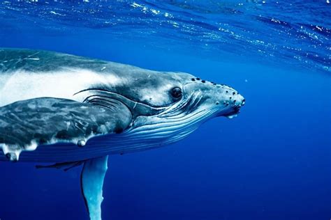what do galapagos humpback whales eat
